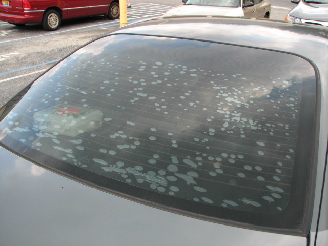 Cheap Window Tint